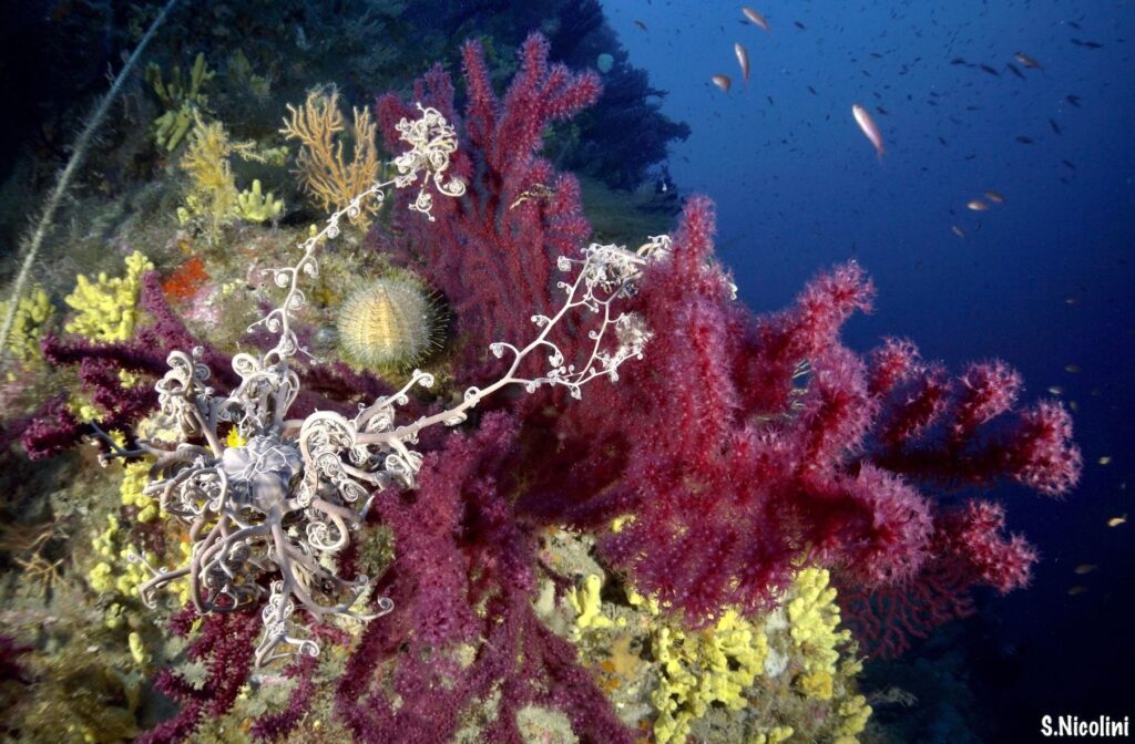 diving toscana