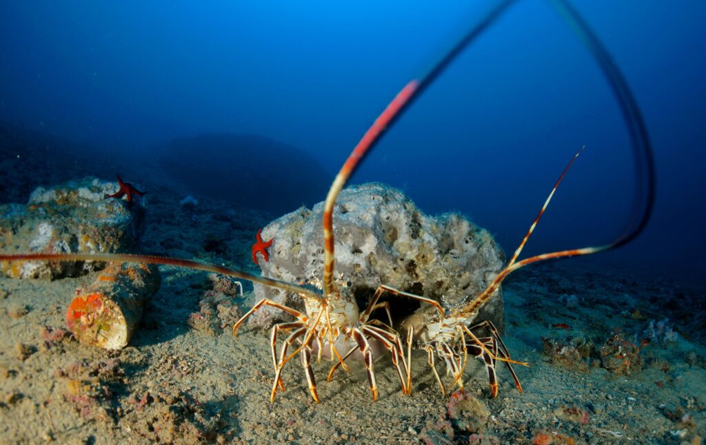 diving toscana