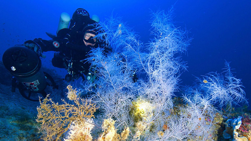 immersioni argentario